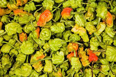 模拟经营游戏《珊瑚岛》新预告 支持简体中文